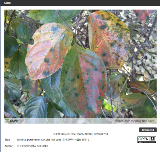 전용호 감둥근무늬낙엽병.png