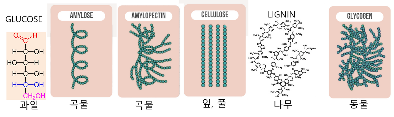 포도당의 여러 형태.png