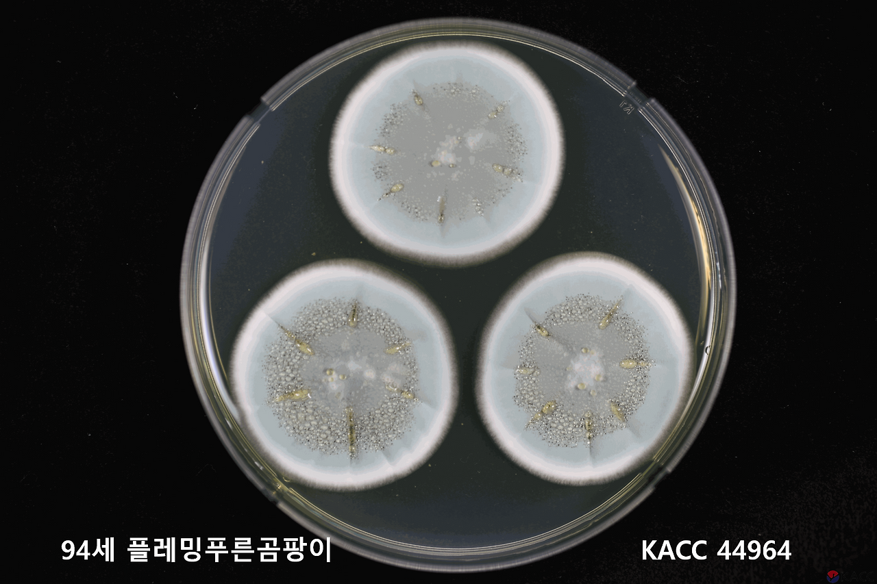 플레밍 푸른곰팡이 KACC 44964.png