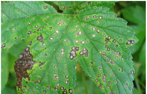 사진-환삼덩굴 탄저병 사진.png