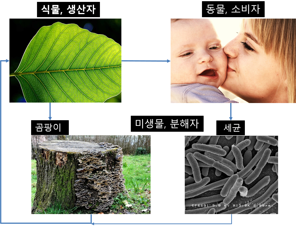 분해자 미생물.png