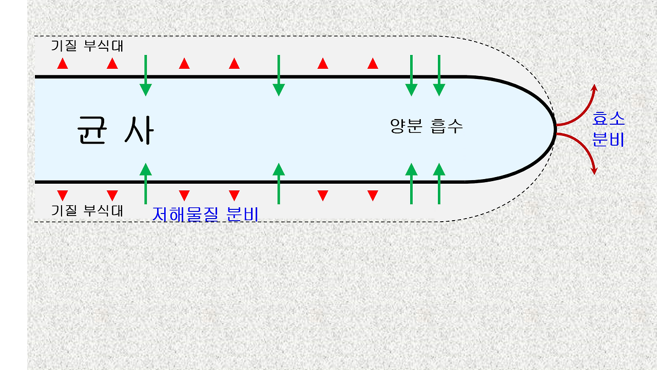 곰팡이의 먹이 섭취.png