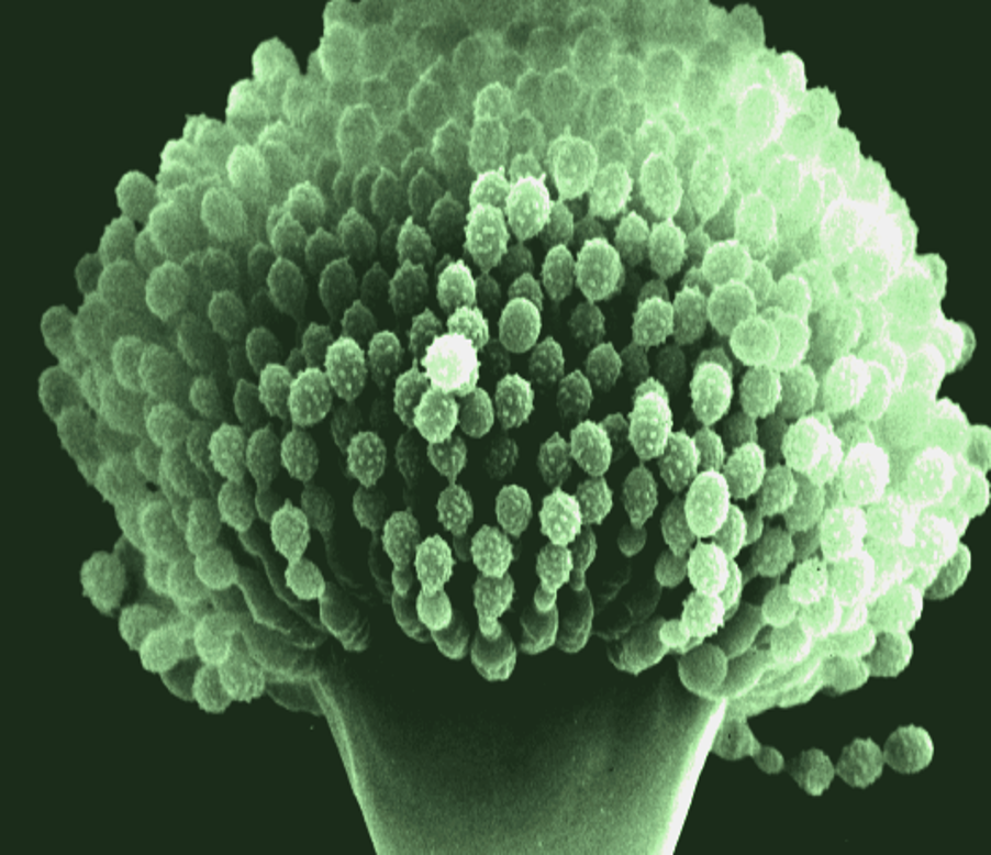 곰팡이 포자.png