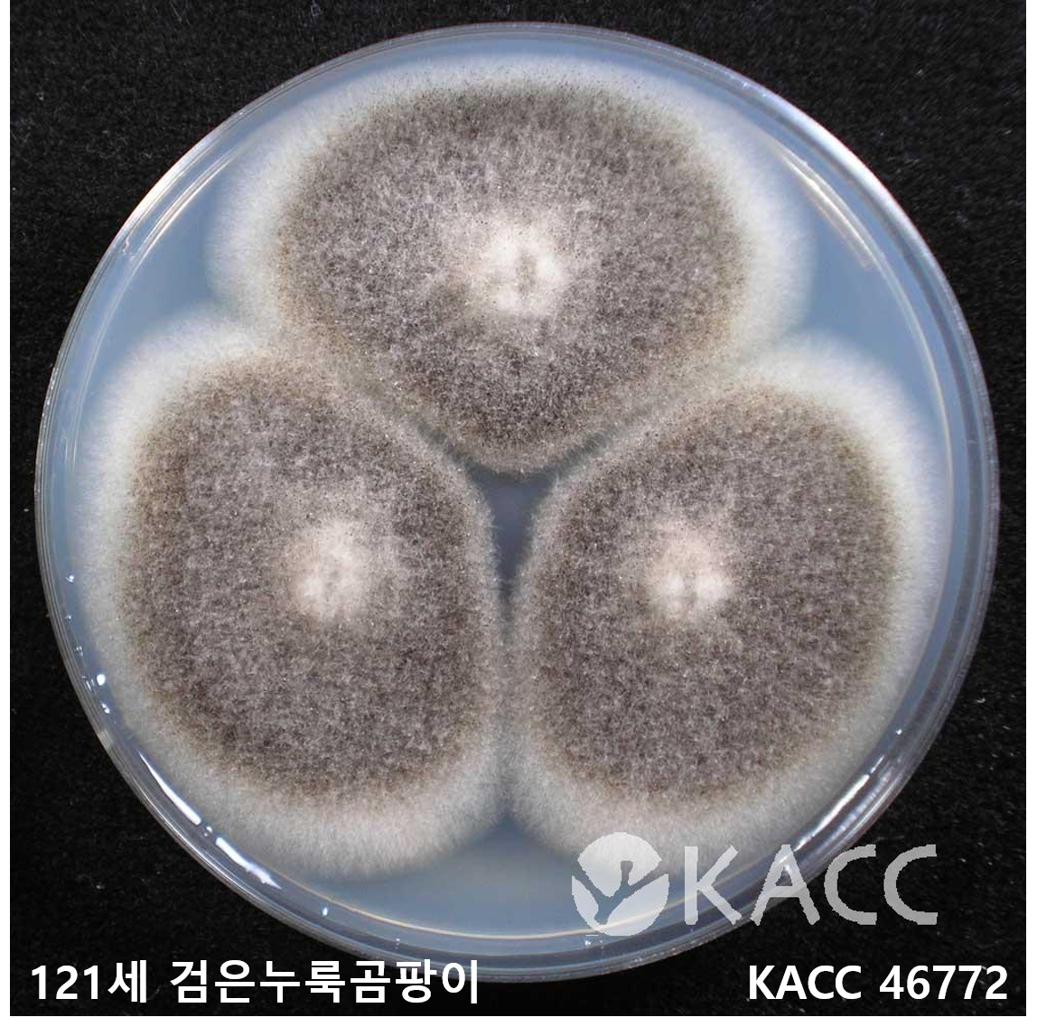 121세 검은누룩곰팡이.png