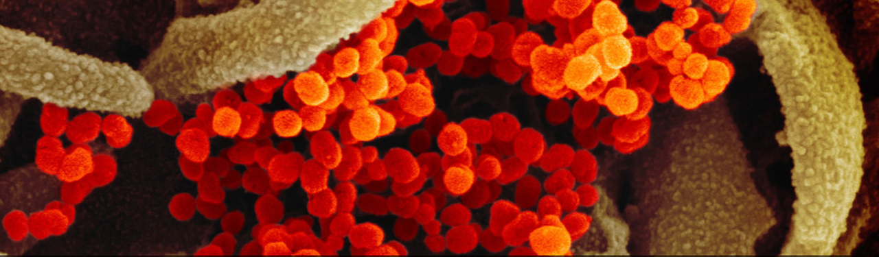 코로나바이러스.png