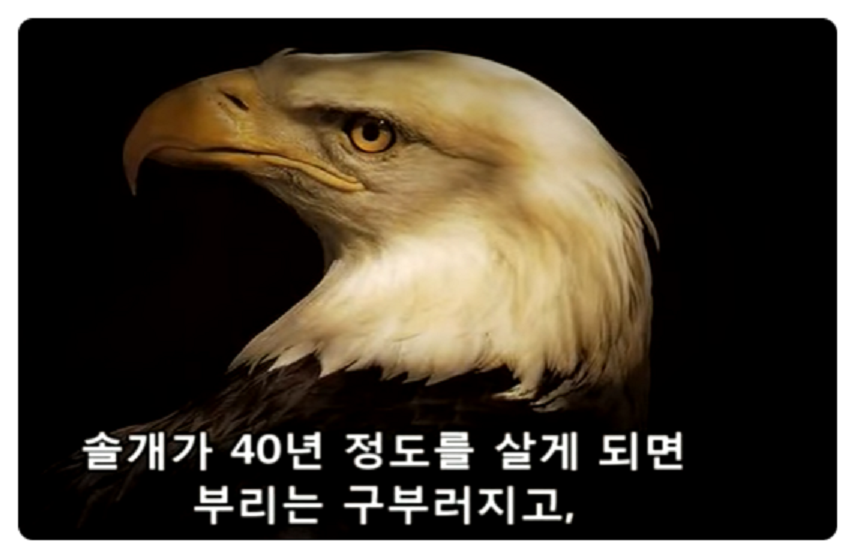 솔개의 선택-1.png