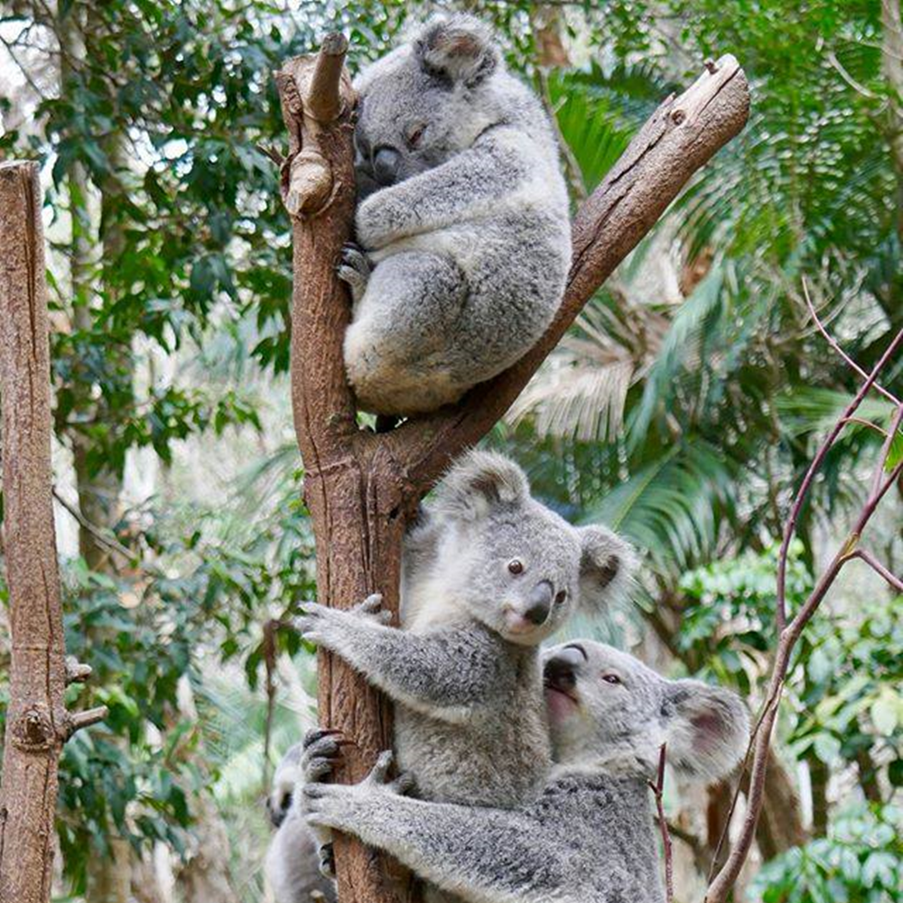 ool10201t_1000-1000 (28).png