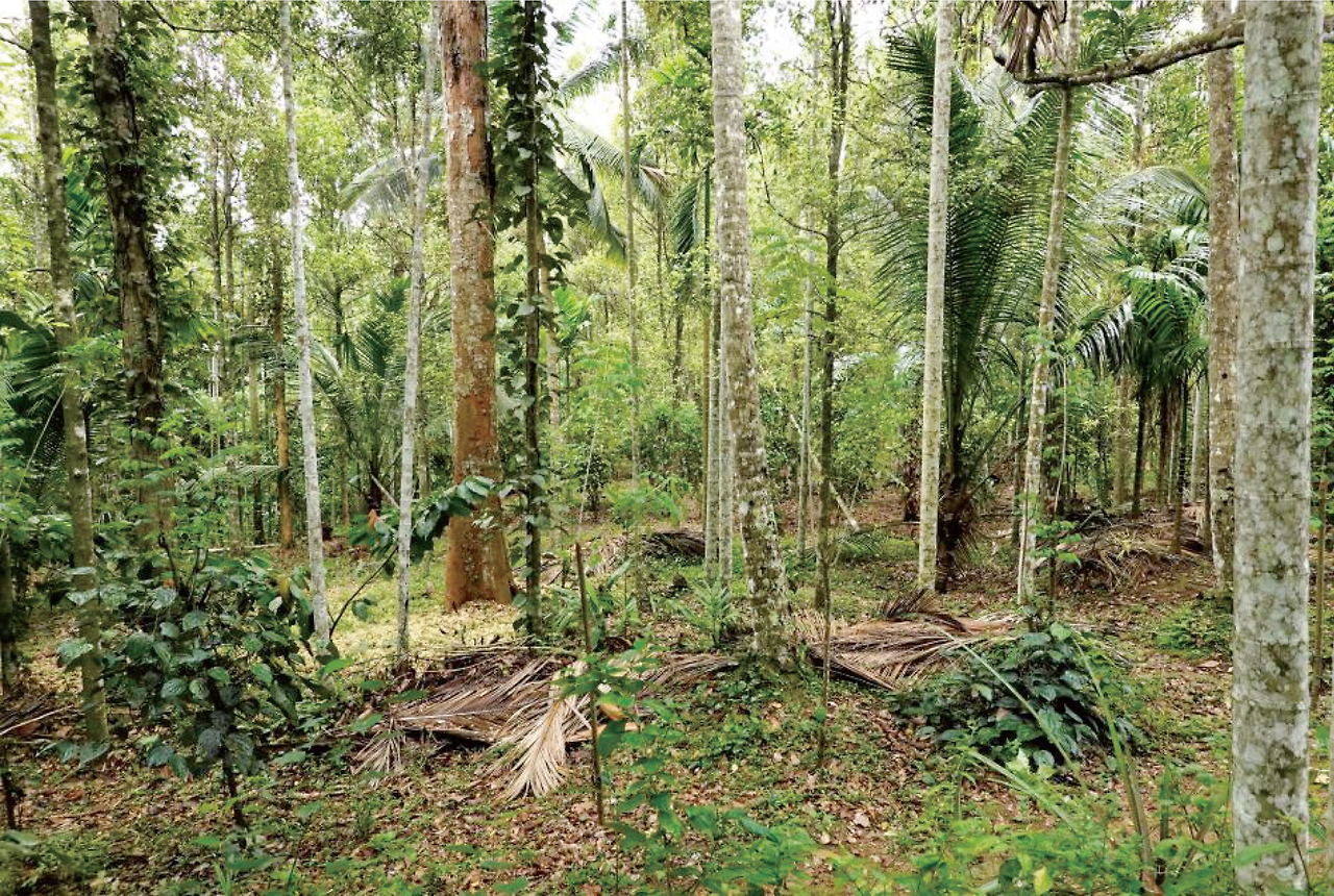 포레스트 가든.png