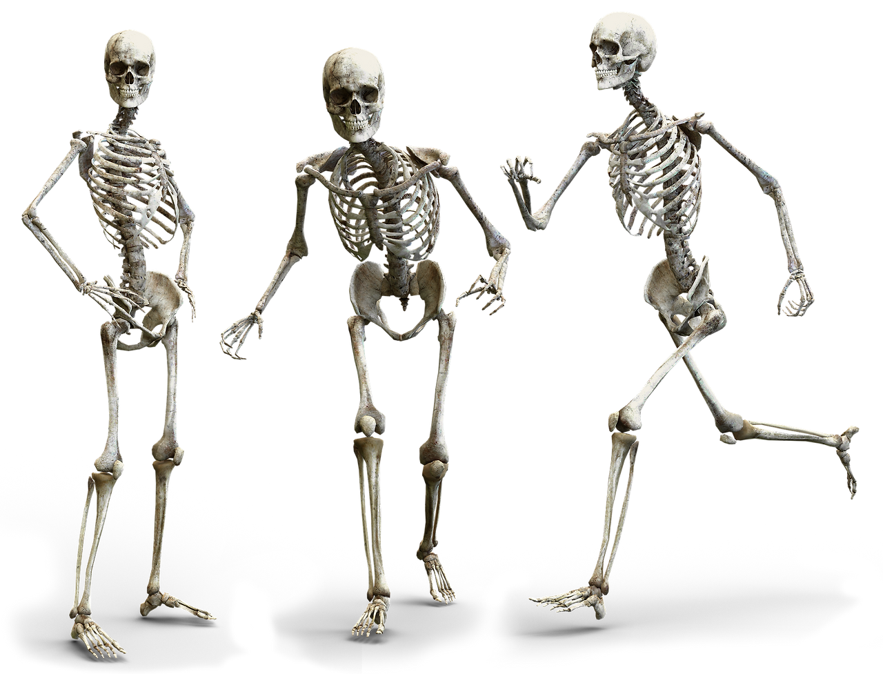 skeleton-3342754_1920.png