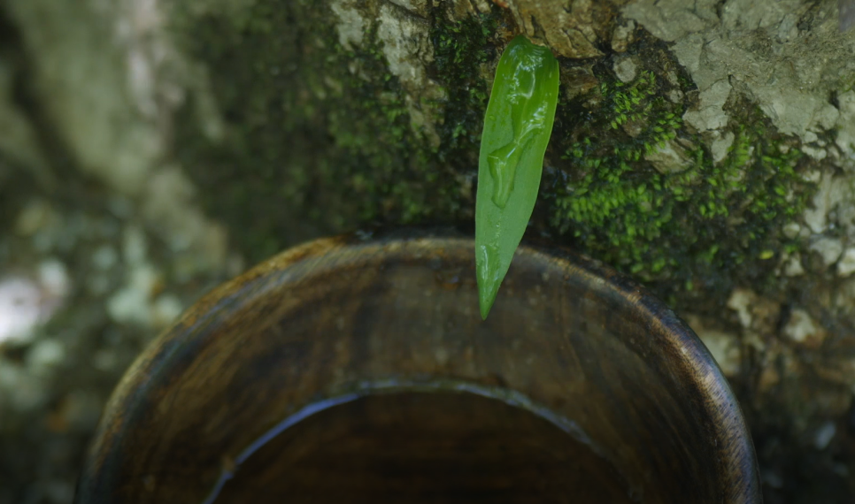 무꿍 고로쇠물.png