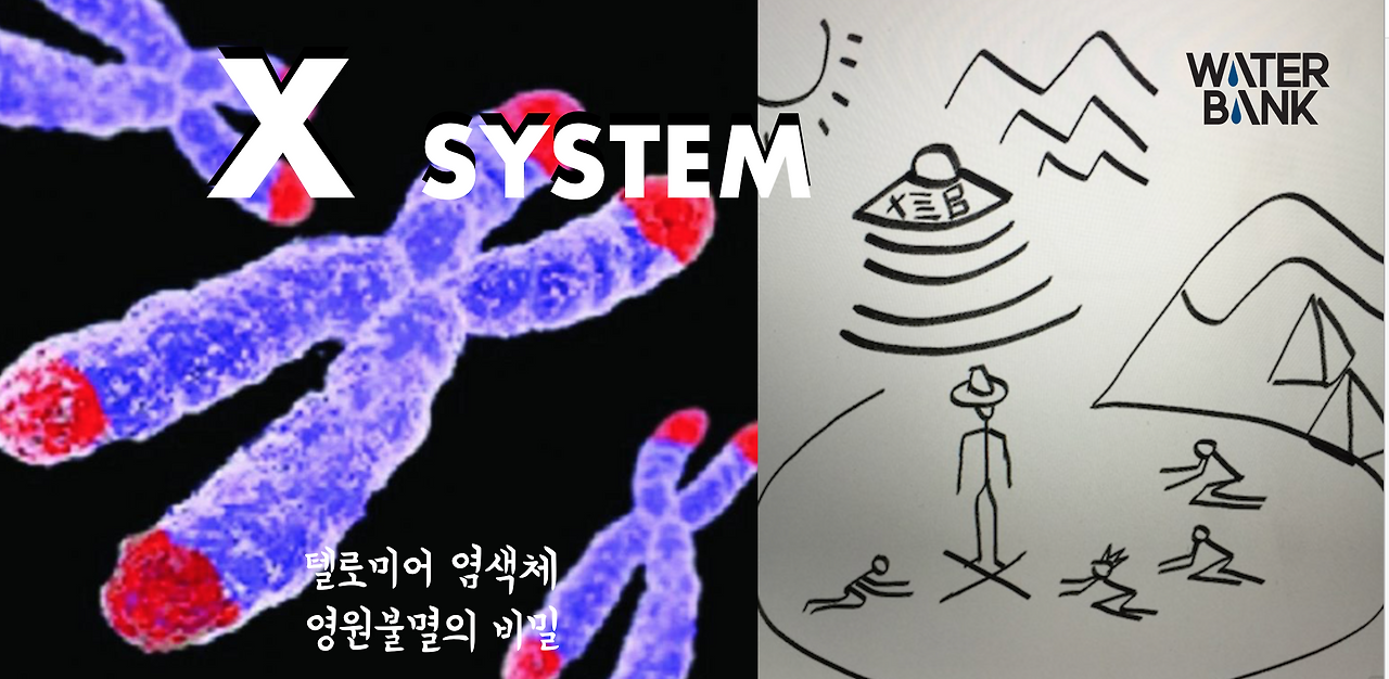 텔로미어 X SYSTEM 영원불멸.png