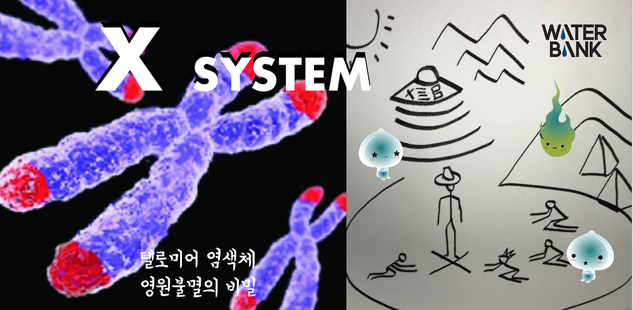 텔로미어 별물별수 엑스시스템 이미지.png