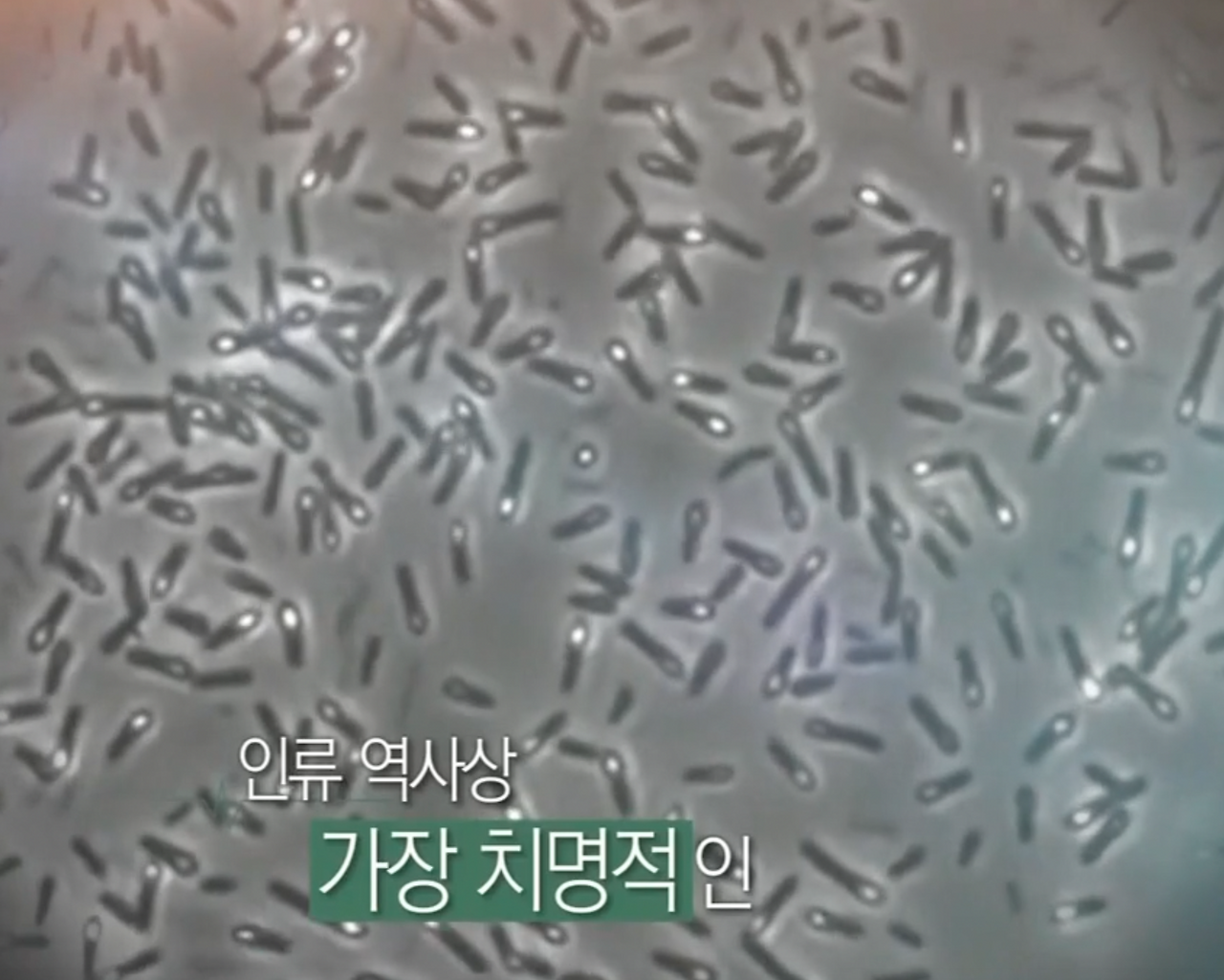 인규 역사상 가장 치명적인 독소 이미지.png