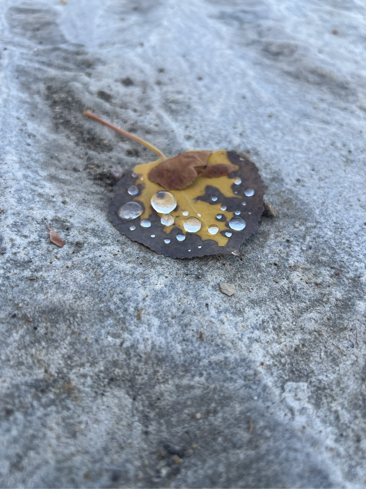 Screenshot 2024-11-29 at 12.24.13.png