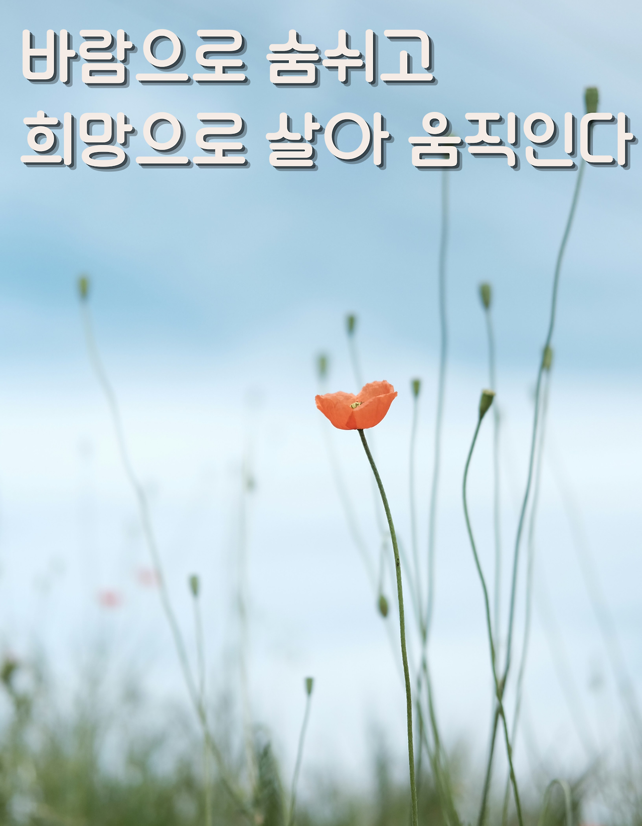 바람 바람.png