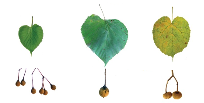 피나무, 찰피나무 보리자나무.png