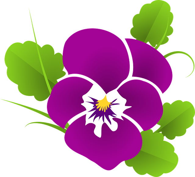 pansy-427139_640.png