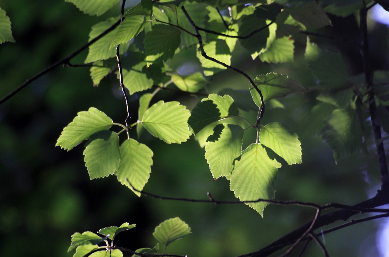 푸른 나뭇잎.png