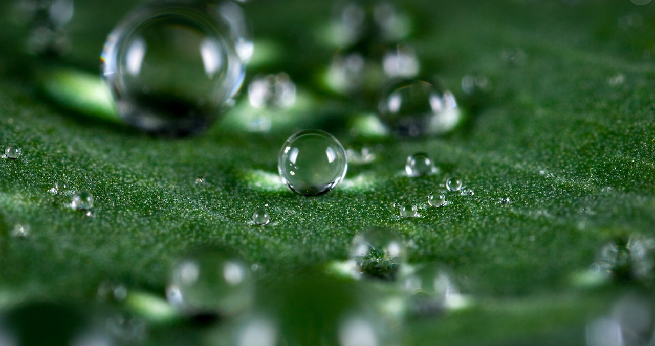 잎의 물방울.png