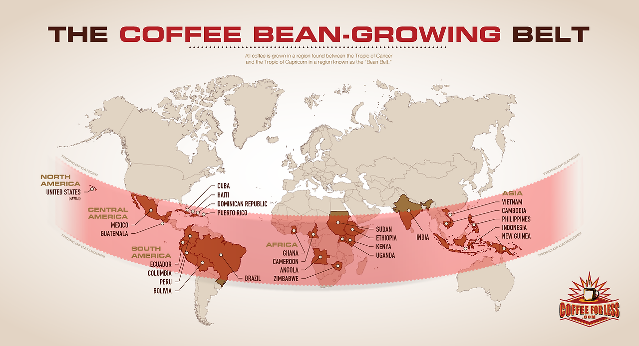 coffee-bean-growing-belt.png