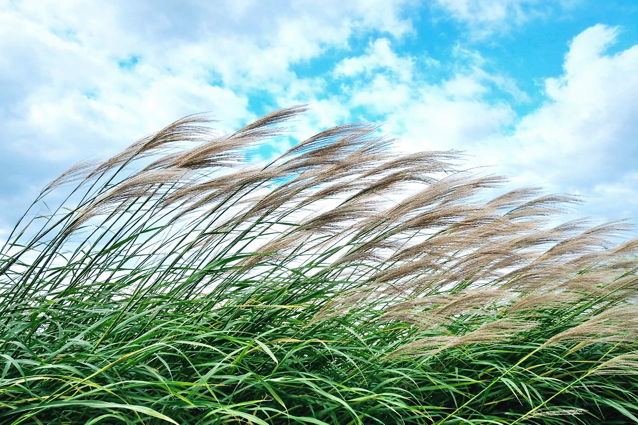 바람이 분다.png