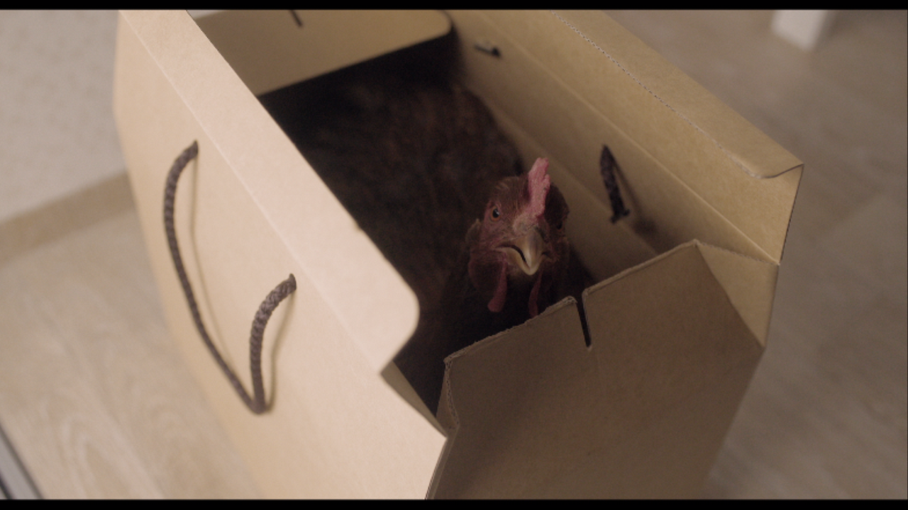 Chickens Can_t Fly_JO Su-yeon_HQ422_nosub 0000324383ms.png