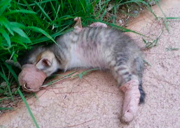 얼굴과 다리가 모두 테이프에 묶인 아기 고양이_A씨인스타그램.png