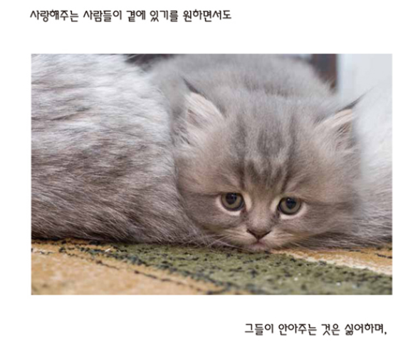고양이는 아스퍼거.png