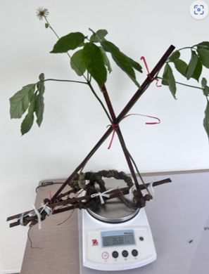 응옥린 인삼.png