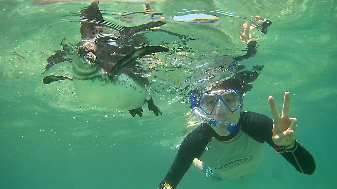 에콰도르_갈라파고스제도_물개와 수영.png