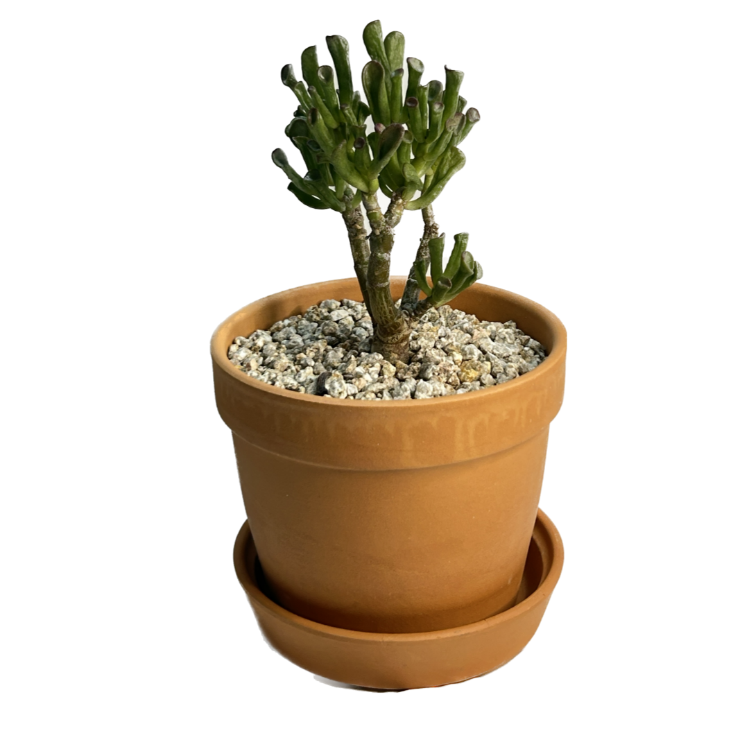 물건누끼-002 (1).png