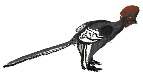 Anchiornis_martyniuk.png
