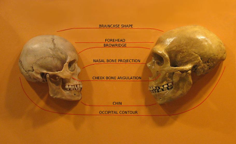 Sapiens_neanderthal_comparison_en.png