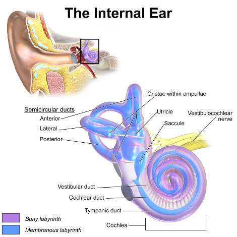 1024px-Blausen_0329_EarAnatomy_InternalEar.png