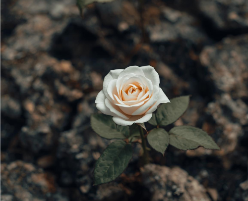 제목 없는 디자인 (2).png