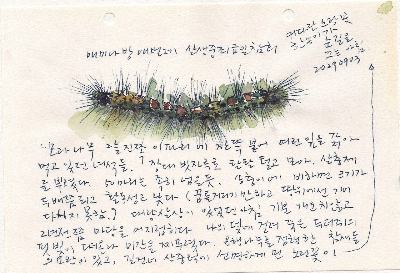 20250903 매미나방애벌레.png