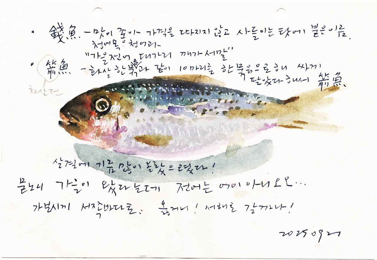 20250921전어.png