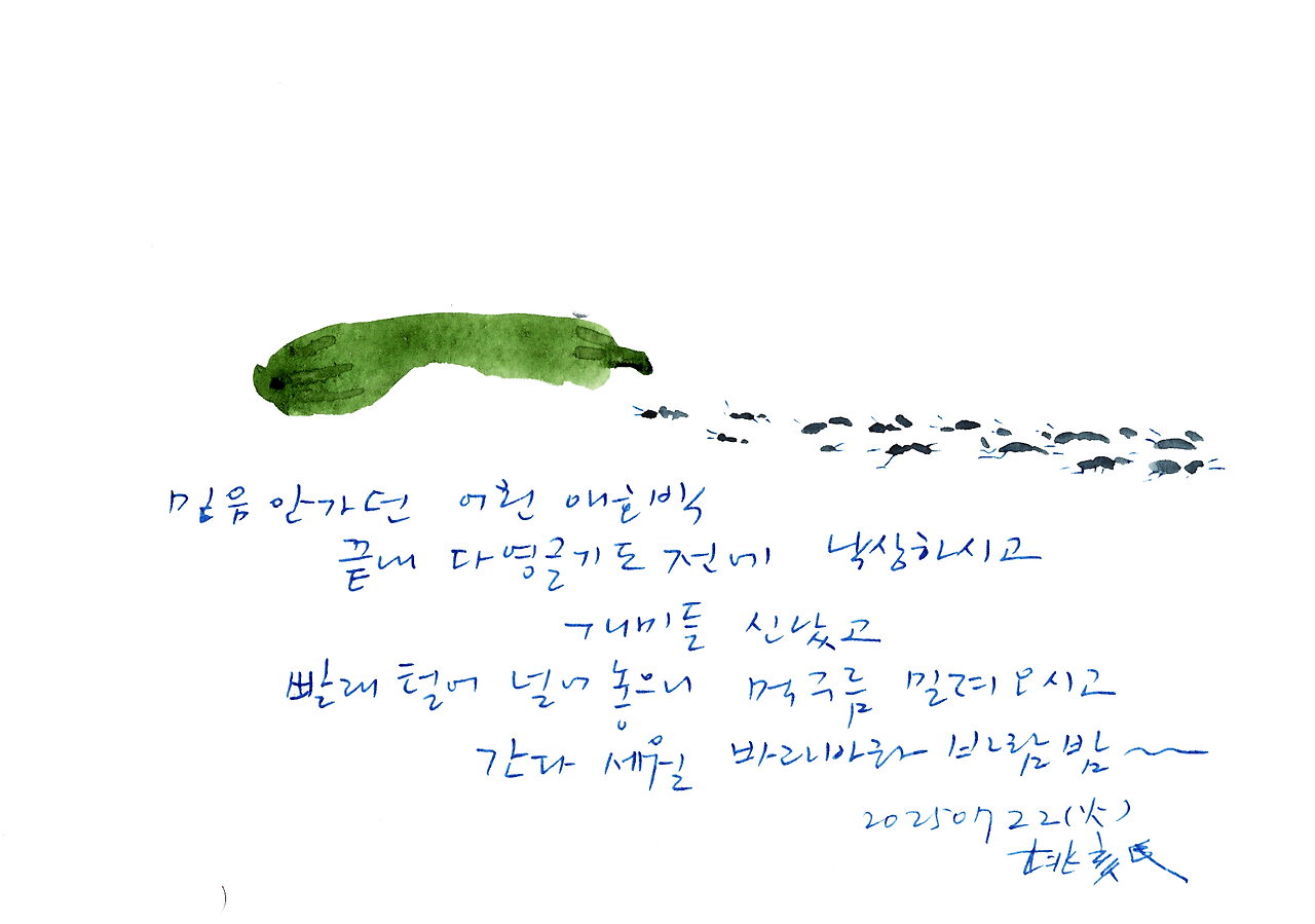 20250722 애호박낙상.png