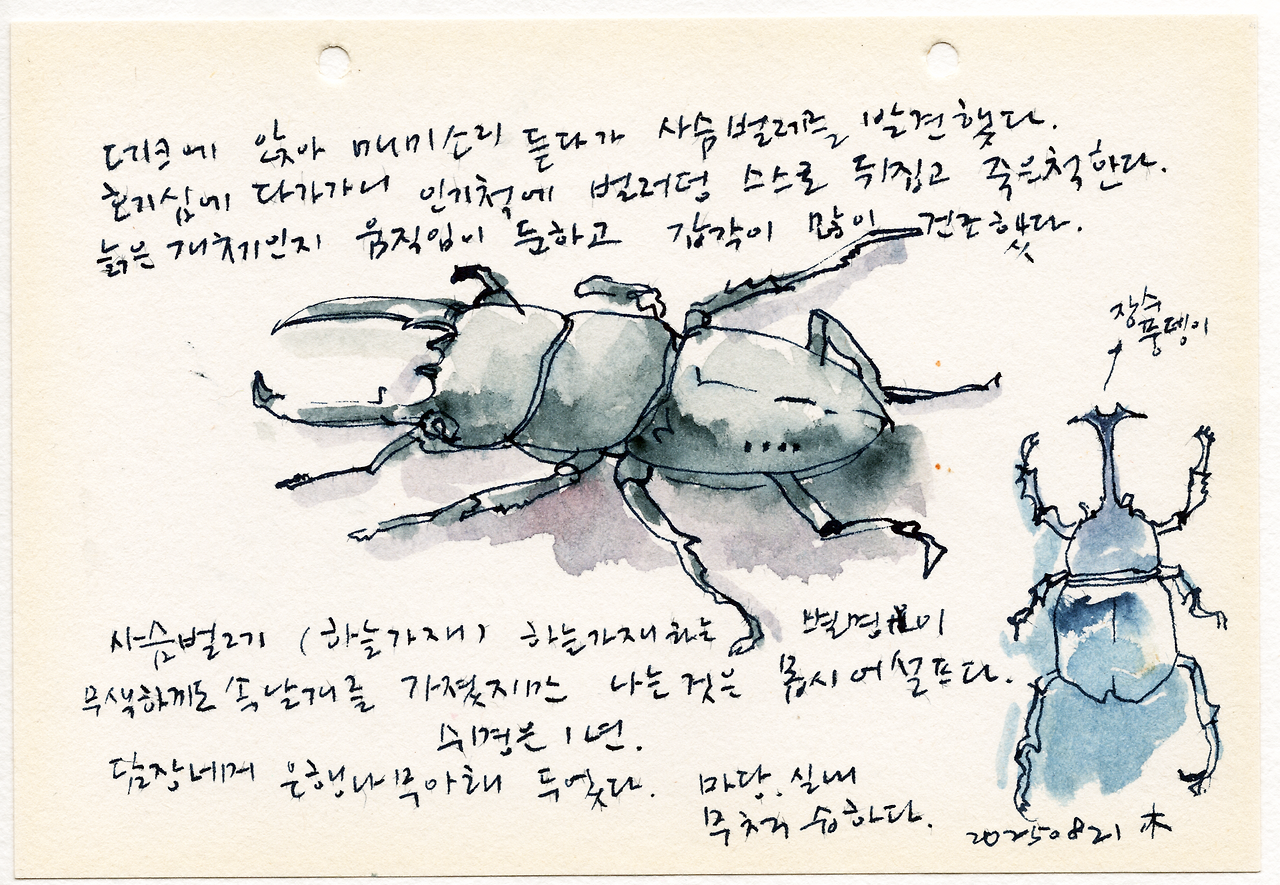 20250821사슴벌레.png