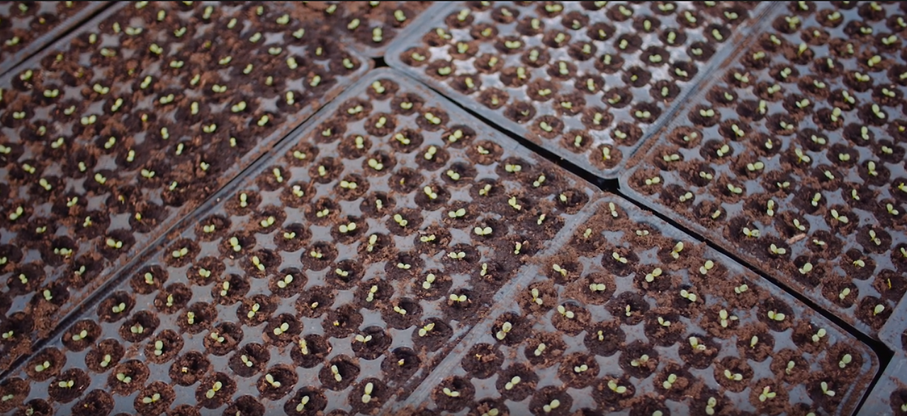 콩심은데 킹콩.png