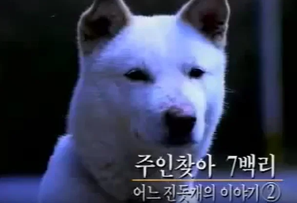 컴퓨터 광고에도 나온 진돗개.png