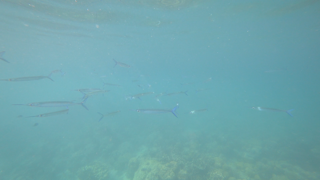 MAH00261.MP4 - 00.03.21.467.png