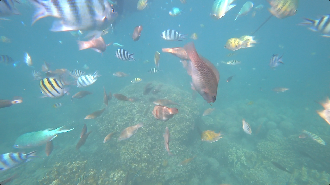 MAH00261.MP4 - 00.02.57.477.png