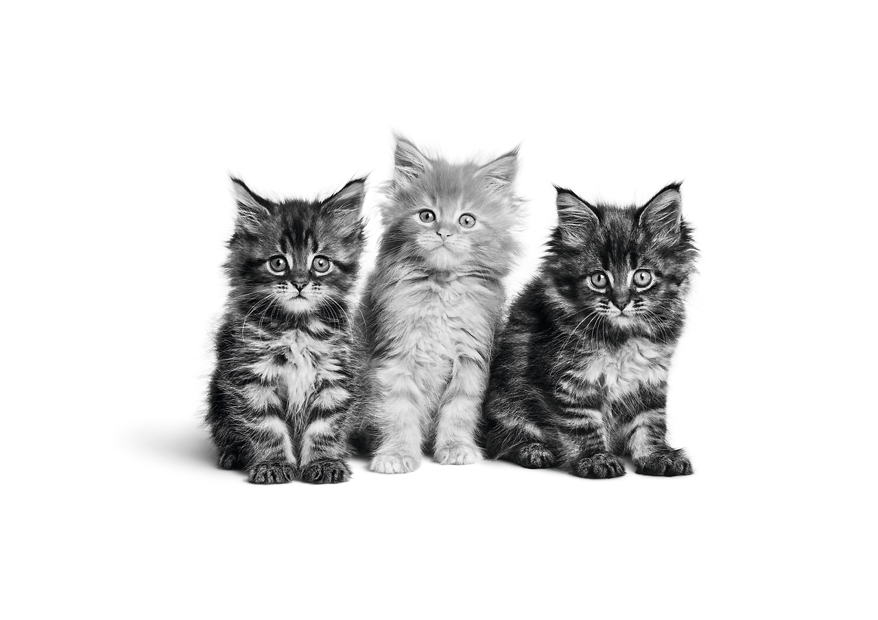 maine-coon-kittens.png