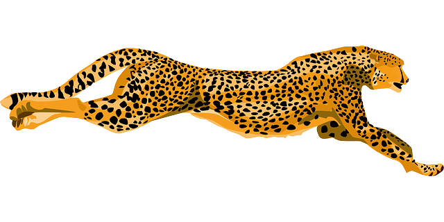 cheetah-g37da90b74_640.png