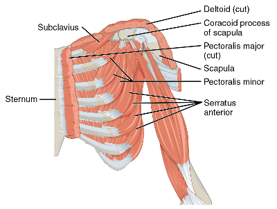 serratus 33.png