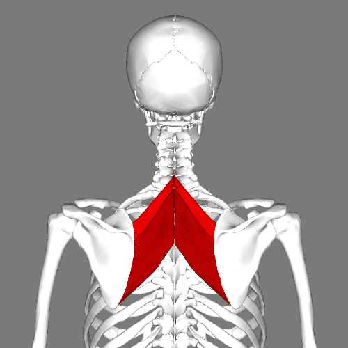 Rhomboid_muscles_back.png