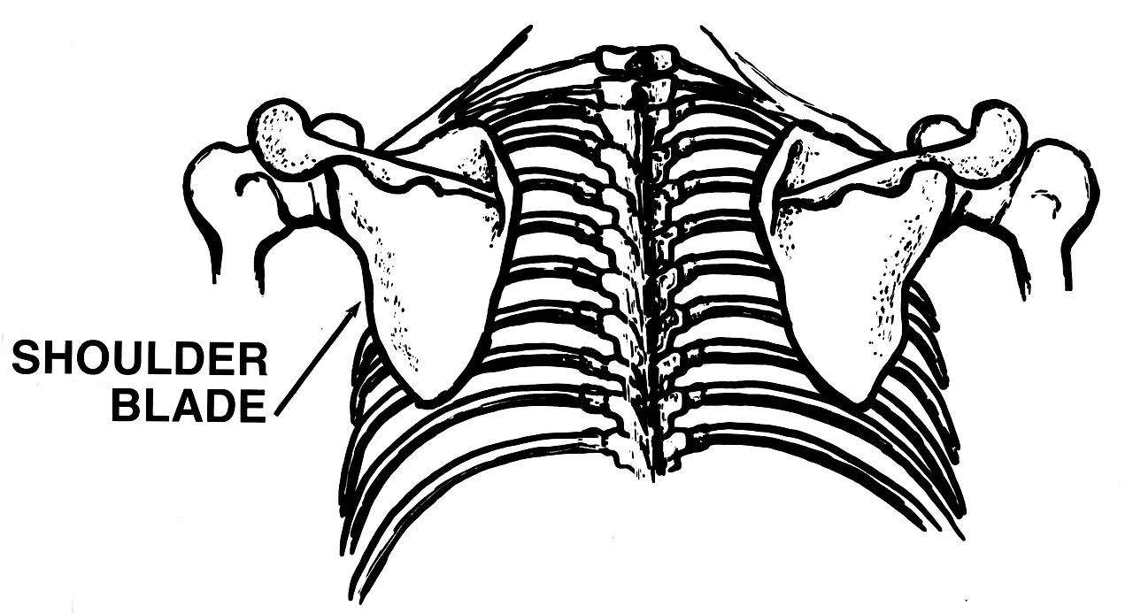 Shoulder_Blade_(PSF).png