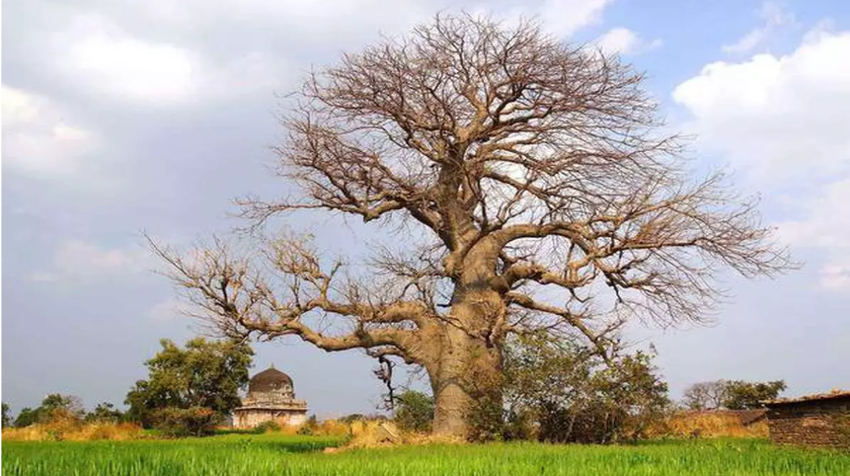 2장 바오밥 나무.png