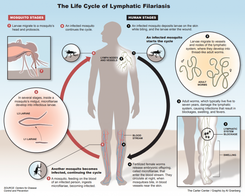 Life-Cycle-of-Lymphatic-Filariasis-1-1000x799.png